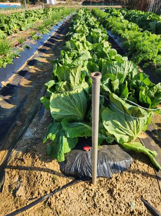 장재갑님의 배추 · 영농일지 작성글 사진