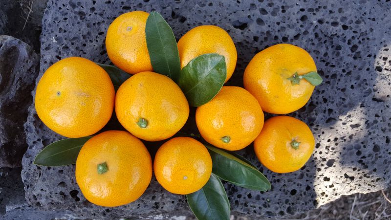 장터 상품 [제주담은농장 조생귤] 썸네일