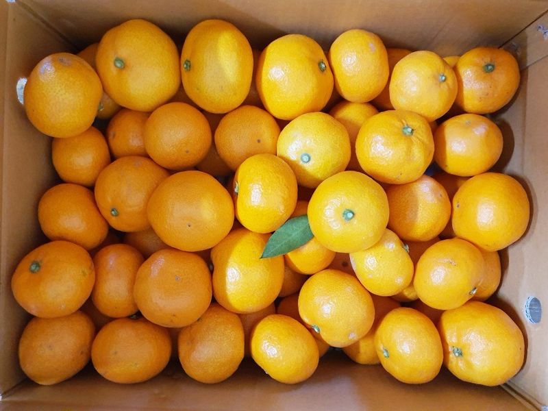 제주담은농장님의 장터 판매 상품 [제주담은농장 조생귤] 첨부 사진