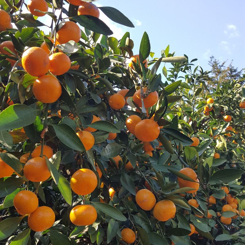 제주담은농장님의 장터 판매 상품 [제주담은농장 조생귤] 첨부 사진