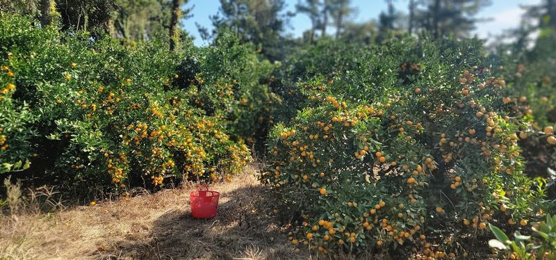 제주담은농장님의 장터 판매 상품 [제주담은농장 조생귤] 첨부 사진