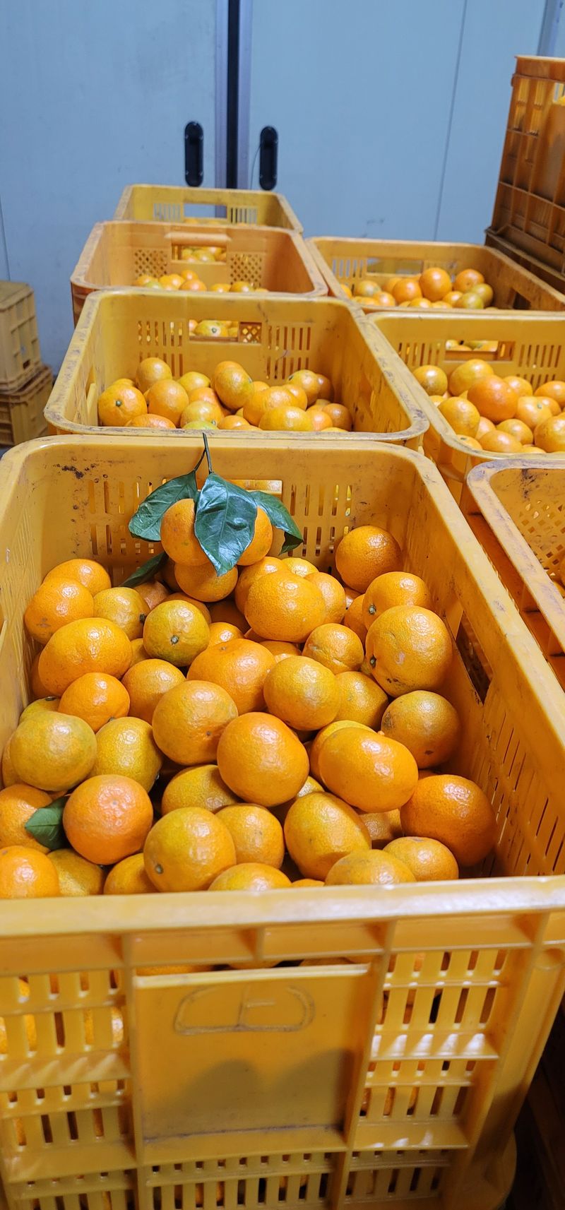 제주담은농장님의 장터 판매 상품 [제주담은농장 조생귤] 첨부 사진