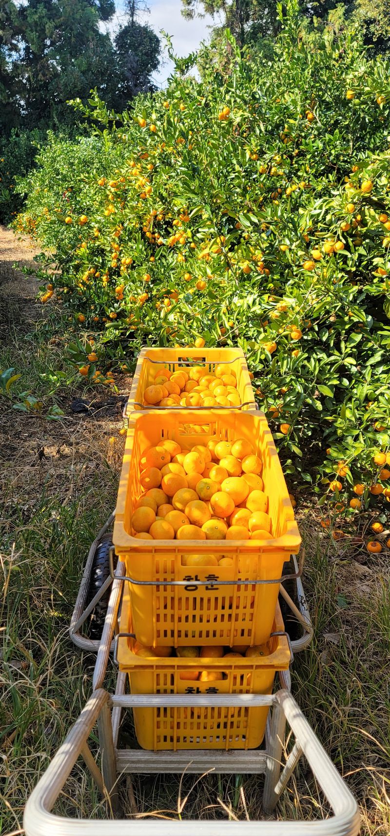 제주담은농장님의 장터 판매 상품 [제주담은농장 조생귤] 첨부 사진