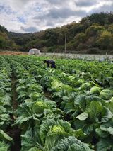 팜모닝 배추·일상 게시글 이미지