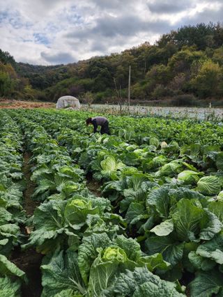 엘림농장님의 배추 · 일상 작성글 사진
