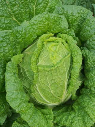 엘림농장님의 배추 · 일상 작성글 사진