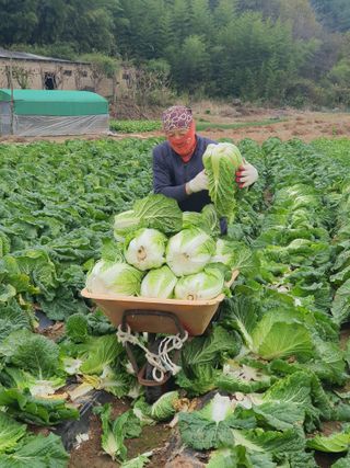 엘림농장님의 배추 · 일상 작성글 사진