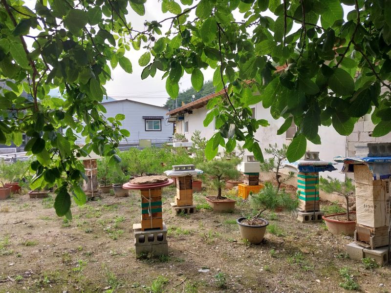 오석한님의 장터 판매 상품 [솔빛한봉농원 토종꿀2.4kg(한되)] 첨부 사진