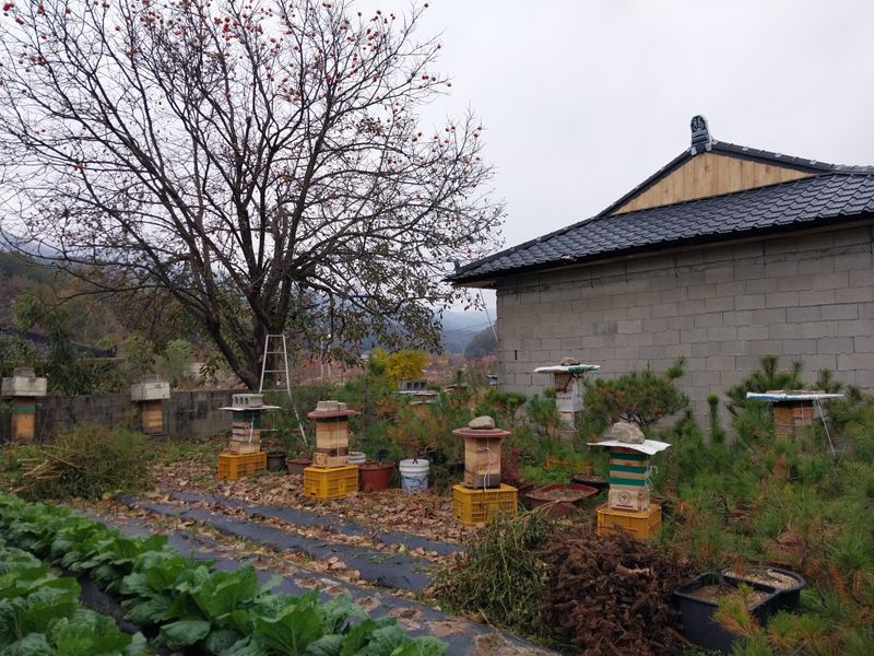 오석한님의 장터 판매 상품 [솔빛한봉농원 토종꿀2.4kg(한되)] 첨부 사진