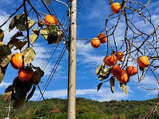 귀향인님의 감 · 자유게시판 작성글 사진