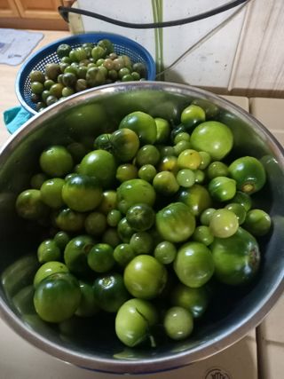 성재엄마님의 토마토 · 수확 작성글 사진