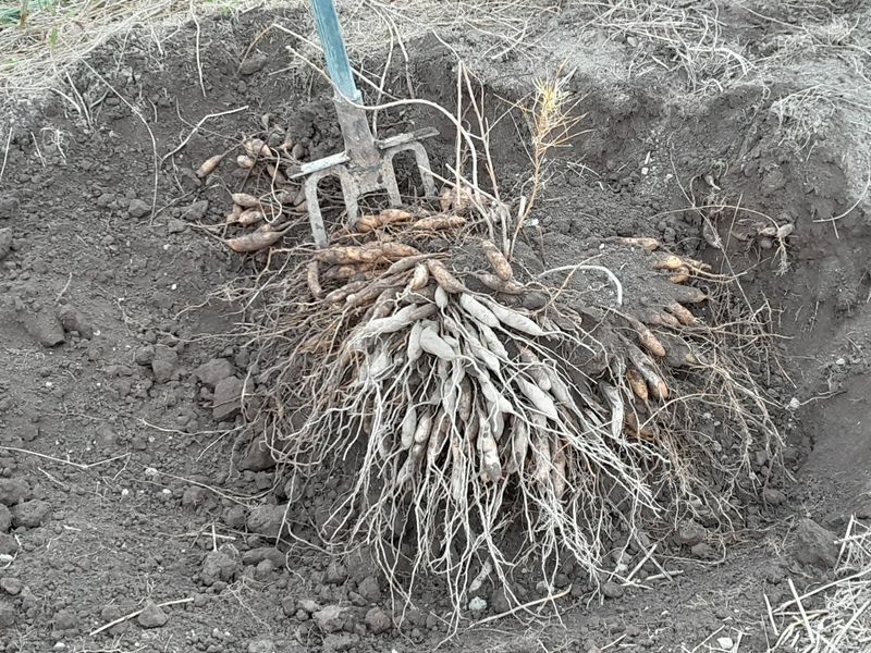 이창신님의 장터 판매 상품 [천문동즙60포] 첨부 사진