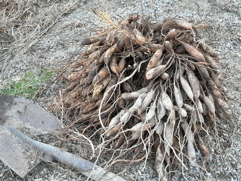 이창신님의 장터 판매 상품 [천문동즙60포] 첨부 사진