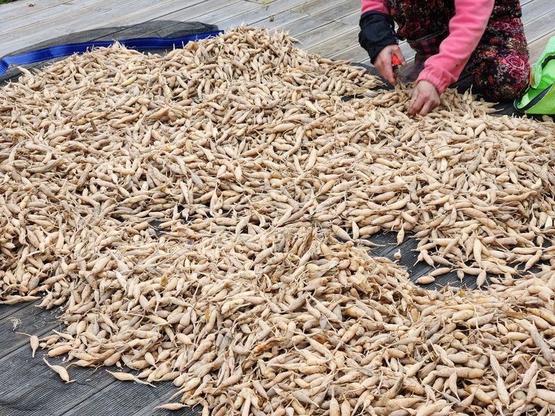 이창신님의 장터 판매 상품 [천문동즙60포] 첨부 사진