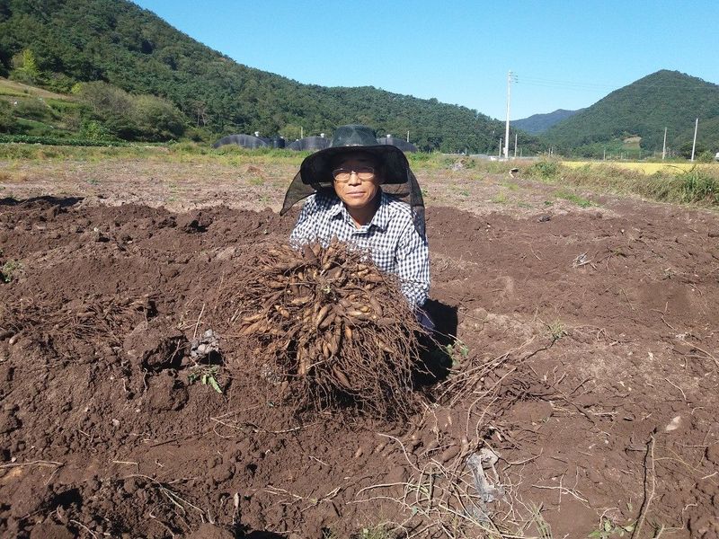 이창신님의 장터 판매 상품 [천문동즙60포] 첨부 사진