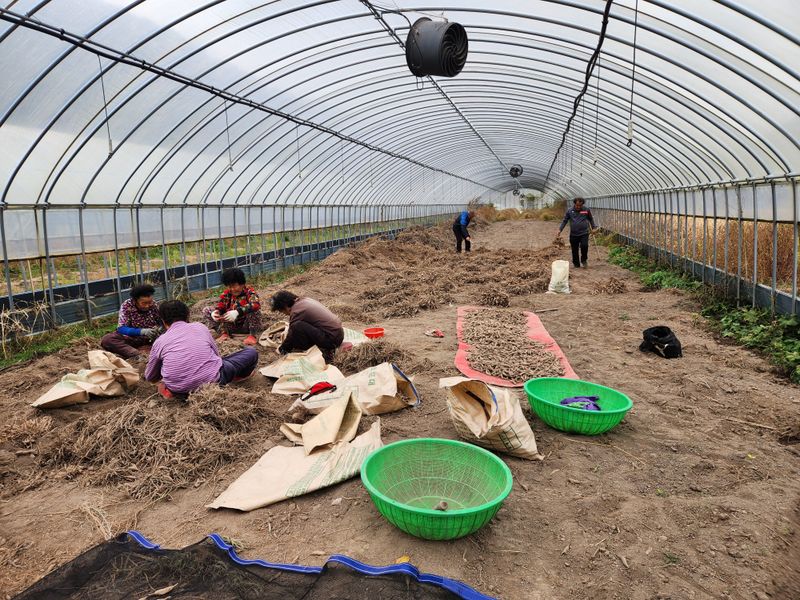 이창신님의 장터 판매 상품 [천문동즙60포] 첨부 사진