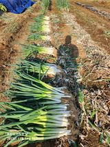 팜모닝 파·자유게시판 게시글 이미지