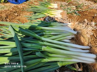 金鎭님의 파 · 자유게시판 작성글 사진