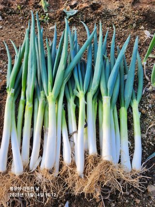 金鎭님의 파 · 자유게시판 작성글 사진