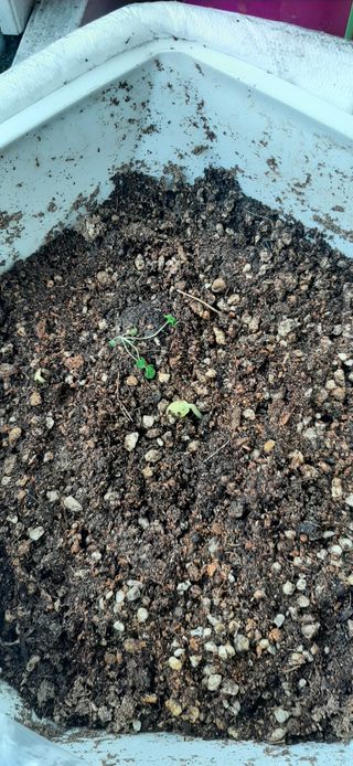 이강재님의 오이 · 자유게시판 작성글 사진