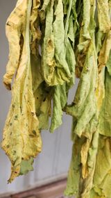 팜모닝 배추·병해충상담 게시글 이미지