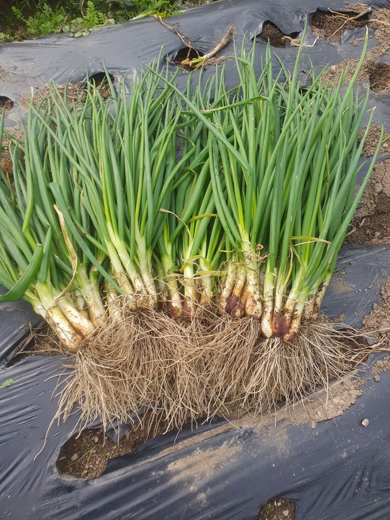 장터 상품 [쪽파1kg (판매완료)] 썸네일