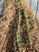 팜모닝 양배추·영농일지 게시글 이미지