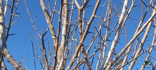 김근수회원님의 매실 · 병해충상담 작성글 사진