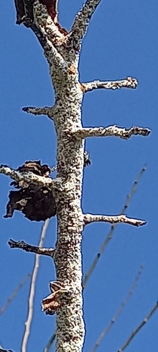 김근수회원님의 매실 · 병해충상담 작성글 사진