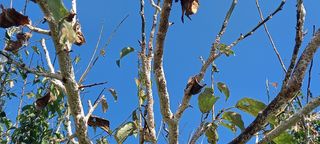 김근수회원님의 매실 · 병해충상담 작성글 사진