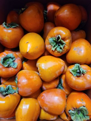 고영희님의 최근 산 물건을 알려주세요! · 참여글 작성글 사진