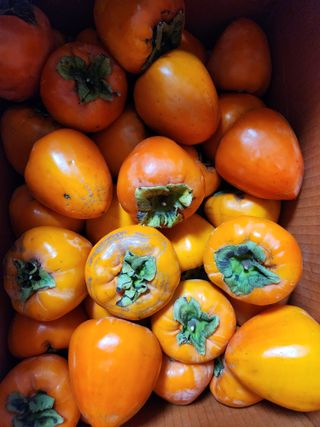 고영희님의 최근 산 물건을 알려주세요! · 참여글 작성글 사진