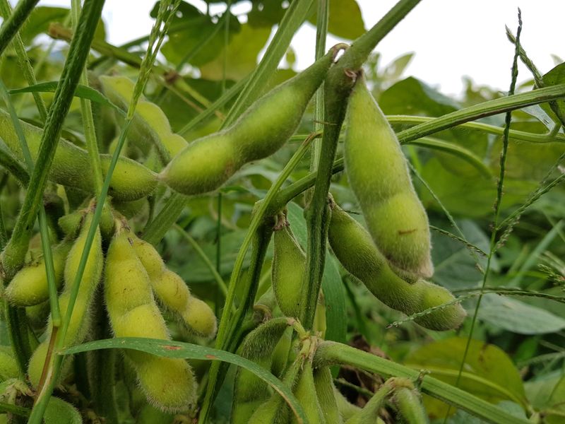 mookdg님의 장터 판매 상품 [콩(백태)10kg] 첨부 사진