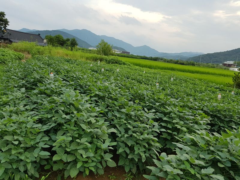 mookdg님의 장터 판매 상품 [콩(백태)10kg] 첨부 사진