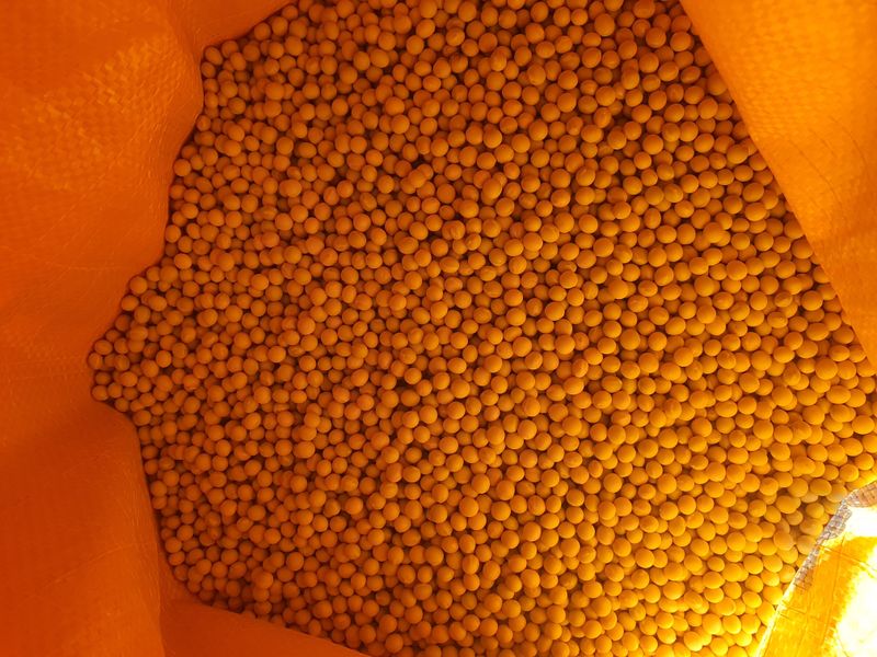 mookdg님의 장터 판매 상품 [콩(백태)10kg] 첨부 사진