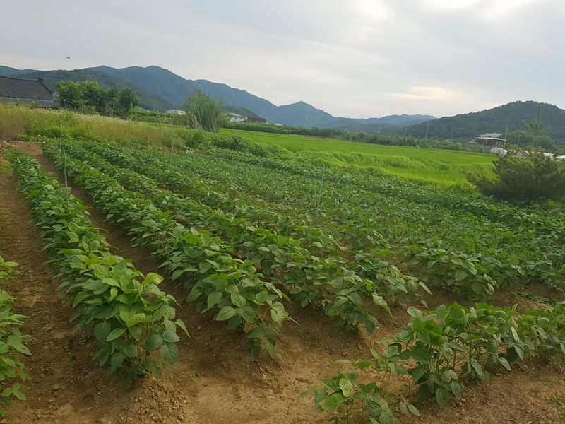 mookdg님의 장터 판매 상품 [콩(백태)10kg] 첨부 사진