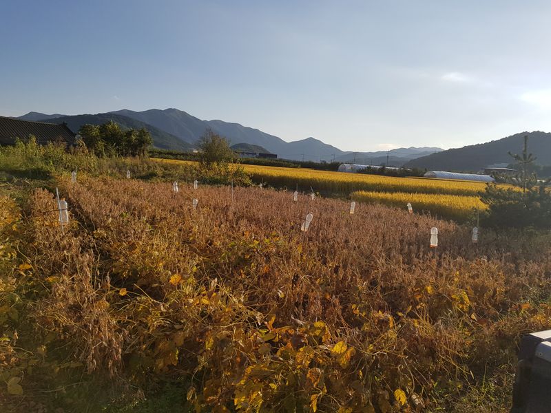 mookdg님의 장터 판매 상품 [콩(백태)10kg] 첨부 사진