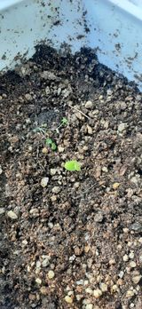 팜모닝 오이·자유게시판 게시글 이미지