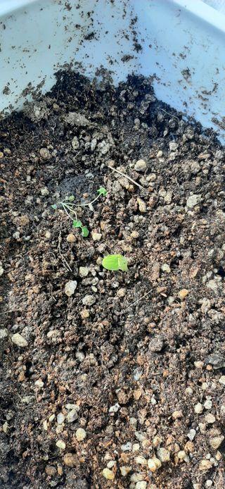 이강재님의 오이 · 자유게시판 작성글 사진