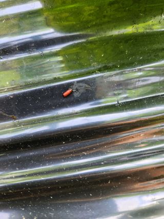 조재근님의 호박 · 병해충상담 작성글 사진