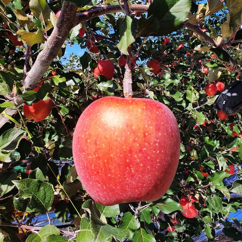 장터 상품 [정품+흠과 고랭지 부사10kg] 썸네일