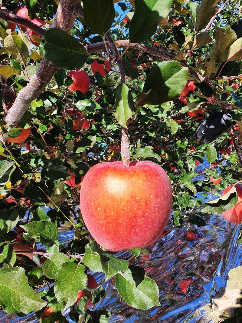 직송포유님의 장터 판매 상품 [정품+흠과 고랭지 부사10kg] 첨부 사진