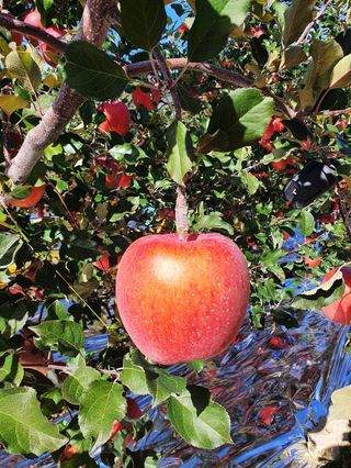 직송포유님의 작성글 사진