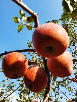 직송포유님의 작성글 사진