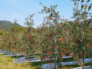 직송포유님의 작성글 사진