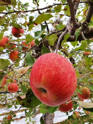직송포유님의 작성글 사진