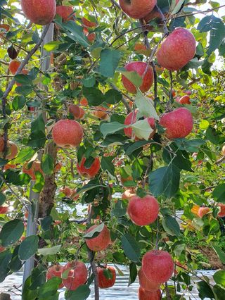 직송포유님의 작성글 사진