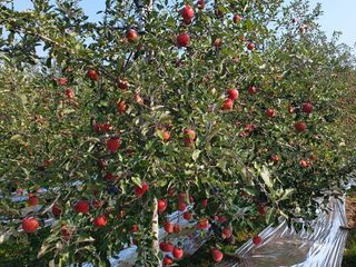 직송포유님의 작성글 사진