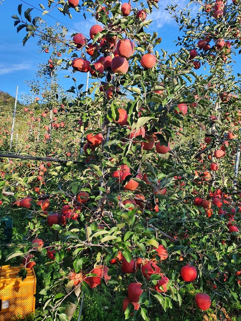 직송포유님의 장터 판매 상품 [정품+흠과 고랭지 부사10kg] 첨부 사진