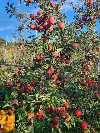 직송포유님의 작성글 사진